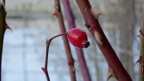 The last rosehips Stock Photos