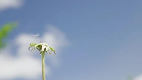 Last seed on dandelion 스톡 동영상 109217957