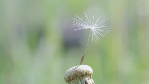 Last seed on dandelion 스톡 동영상 109218014