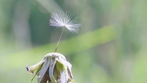 Last seed on dandelion 스톡 동영상 109218049