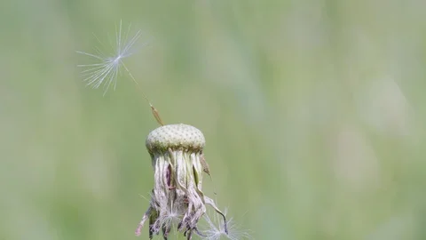 Last seed on dandelion Stockbeeldmateriaal 109218071