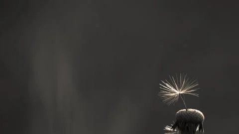 The last seed Stock Photos