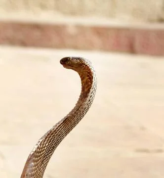 Last snake Charmer (Bede) from Benares Last Snake Charmer (bede, geek) fro... Stock Photos