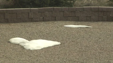 The Last Snow Drift Stock Footage 54753364