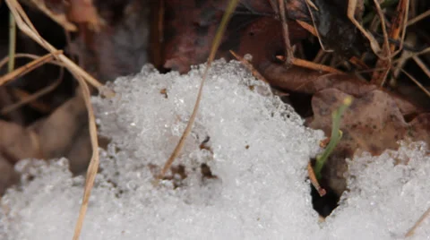 Last Snow in Forest Stock Footage 36374017