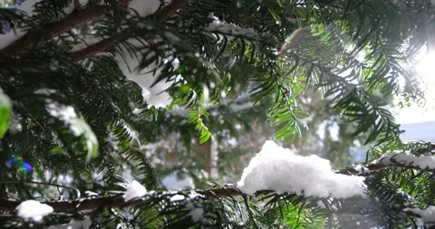 The last snow on the green branches. Stock Footage 146722062