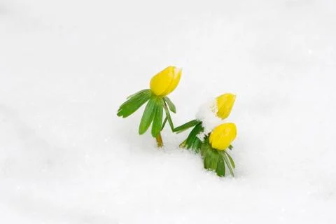 Last snow in spring Stock Photos