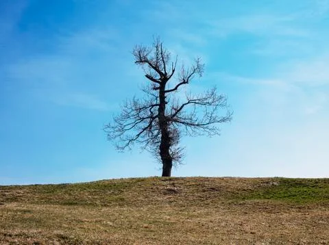 Last standing tree Stock-Fotos