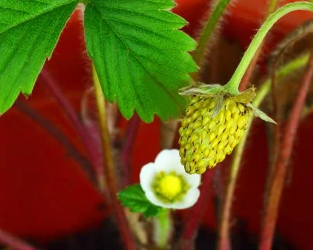 Last strawberry Stock Photos