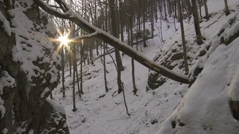 Last sun in winter forest Stock Footage 86192363