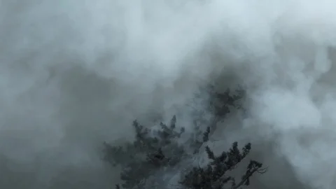 The Last Tree Before The Flames Stock Footage 87570245