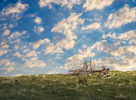 Last tree Stock Photos