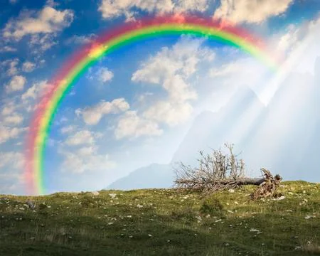 Last tree Stock Photos