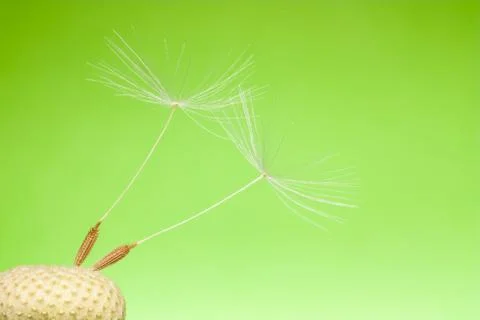The last two on the dandelion Stock Photos