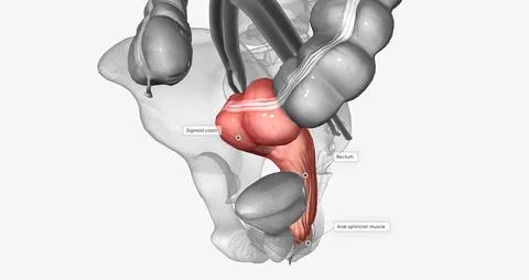 The last two sections of the large intestine are the sigmoid colon and rectum Stock Illustration