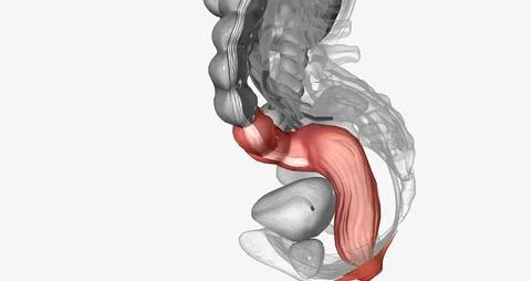 The last two sections of the large intestine are the sigmoid colon and rectum Stock Illustration