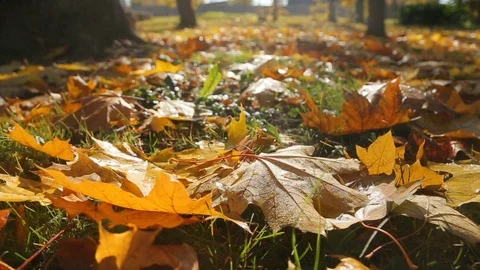 Last warmth of indian summer, fall autumn leaves on the grass Stock Footage 97605558