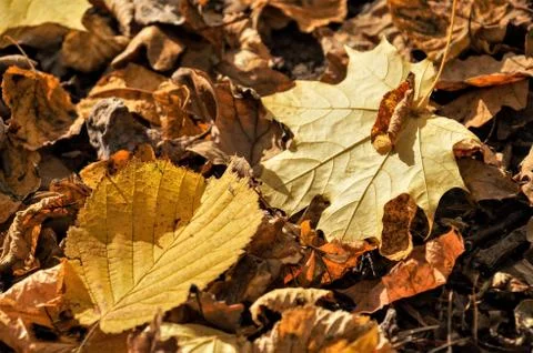 Last warmth Stock Photos