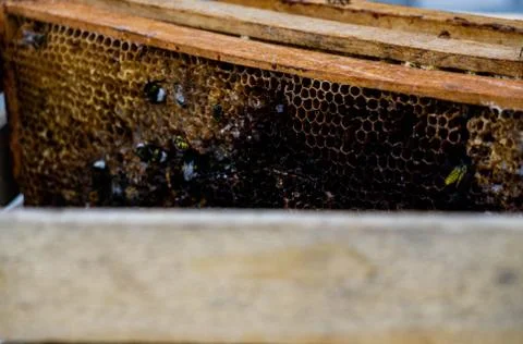 Last year s frames with honeycombs and honey debris. Stock Photos