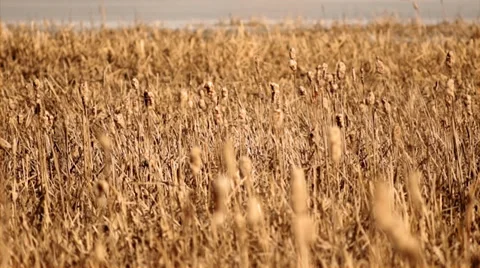 Last year's cane Stock Footage 36993771