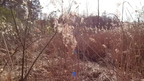 Last year's dried grass in the bright sun at the spring bog Stock Footage 81797073