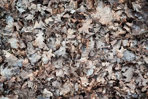 Last year's dry leaves in the forest. Dry old leaves texture. Stock Photos