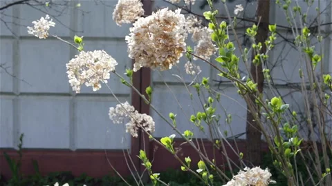 Last year's dry white hydrangea inflorescences outdoors, medium shot. Stock Footage 100643257