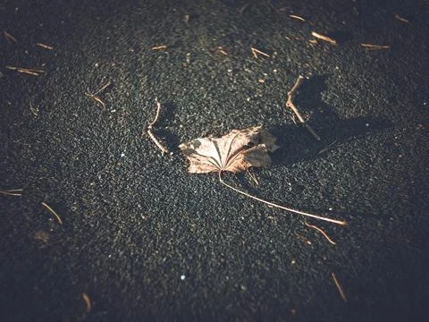 Last year's leaf from a tree lying on the path Stock Photos