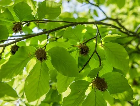 Last year's withered beech nuts among the foliage of a tree. 写真素材