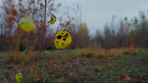 Last Yellow Leaf on a Sapling in a Foggy Sacramento Woodland Stock Footage 322837372