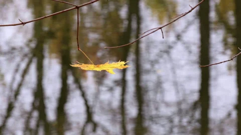 The last yellow leaf sways Stock Footage 319490277