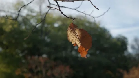  last yellow leaf on the tree moves in the wind. dry leaves. autumn in the park. Stock Footage 260416934