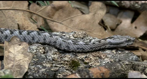Lataste´s Viper moving 4K Stock Footage 68101541