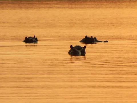 Late afternoon Hippo's 库存影片 126086953