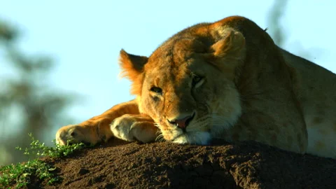 A late afternoon snooze Stock Footage 201938548