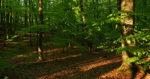 Late Afternoon Sunlight Through Trees in Wkrzańska Forest Szczecin Poland Stock Footage 334331936