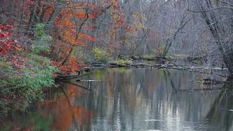 Late autumn bare trees and reflection in the river Видео 147148101