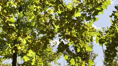 Late Autumn Beijing: Low-Angle Shot of Leaves Stock Footage 320287190