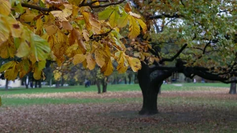 Late autumn in the city park - chestnut with yellow and orange leaves. Stock Footage