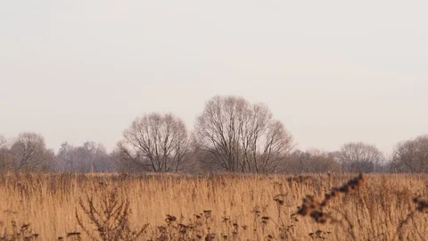Late autumn in the field. Stock Footage 120868135