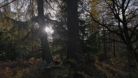 Late autumn light shinging through a conifer tree, England, UK Stock Footage 321025741