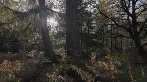 Late autumn light shinging through a conifer tree, England, UK Stock-Footage 321025795