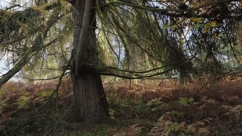 Late autumn light shinging through a conifer tree, England, UK Stock Footage 321025939
