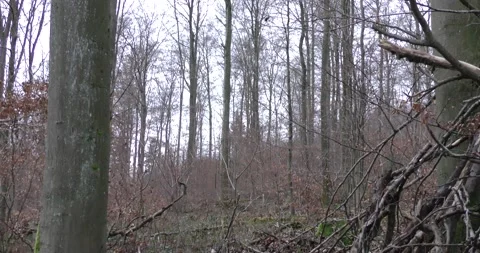 Late autumn in a mountain forest in cloudy weather 库存影片 169144708