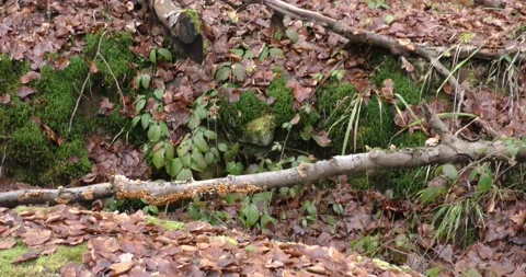 Late autumn in a mountain forest in cloudy weather 库存影片 169146003