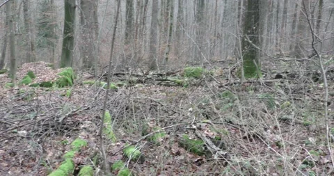 Late autumn in a mountain forest in cloudy weather 库存影片 169155423