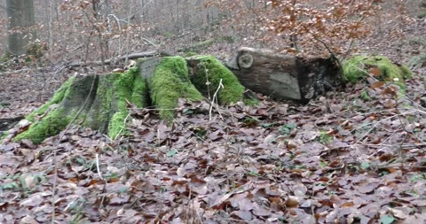 Late autumn in a mountain forest in cloudy weather, a large stump from a sawn 库存影片 169156079