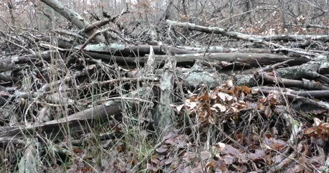 Late autumn in a mountain forest in cloudy weather 库存影片 169156958