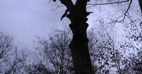 Late autumn in a mountain forest in cloudy weather 库存影片 170361702