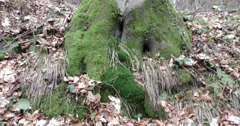 Late autumn in a mountain forest in cloudy weather 库存影片 170364366